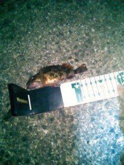 雑賀崎　メバリングでメバル狙いもガシラが2匹☆