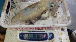 天神崎　15時頃にエギングでアオリイカ1,070g