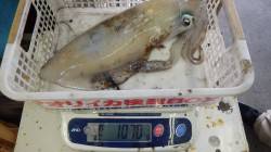 天神崎　15時頃にエギングでアオリイカ1,…