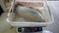 みなべ　ヤエンでアオリイカ1,745g