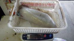 みなべ　ヤエンでアオリイカ1,745g