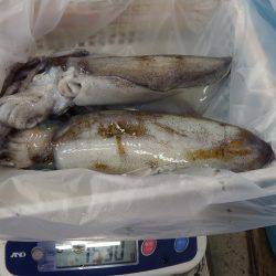 すさみ地磯 ヤエンでアオリイカ〜2.2kg4ハイ