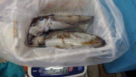 すさみ地磯 ヤエンでアオリイカ〜2.2kg4ハイ