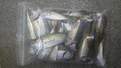 埴田漁港　投げ釣りでキス34匹　サビキでアジの釣果