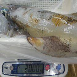 富田地磯 ヤエンでアオリイカ2kg