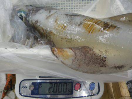 富田地磯 ヤエンでアオリイカ2kg