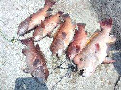 翼港でブッコミ釣り、カンダイがコンスタントに釣れました！