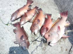 翼港でブッコミ釣り、カンダイがコンスタント…