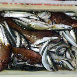 堺漁港 投げ釣りでガシラ・キス・アジなどの釣果