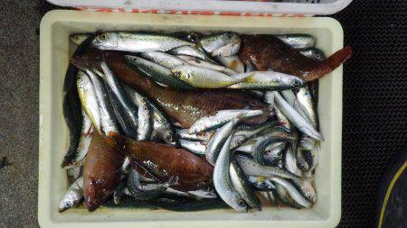 堺漁港 投げ釣りでガシラ・キス・アジなどの釣果