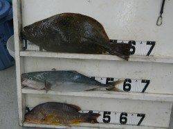 富田の浜・地磯 ルアーでヒラメ・ハマチ・シブダイ