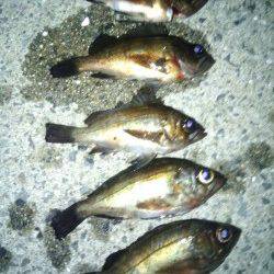 淡輪　メバリングでメバル5匹　アジ調査もアジは姿見えず