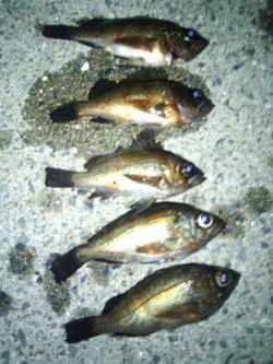 淡輪　メバリングでメバル5匹　アジ調査もア…