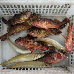 堺漁港 投げ釣りでガシラ・キス・アジなどの釣果
