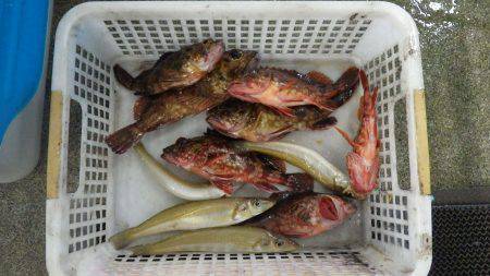 堺漁港 投げ釣りでガシラ・キス・アジなどの…