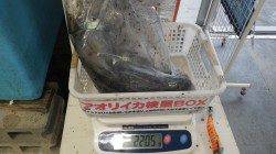 目津崎、エギングでキロアップ続いています！！