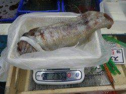 すさみ地磯でアオリイカ2.765ｇ★