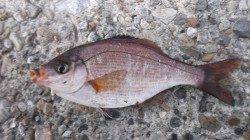 本荘人工島 夕方の探り釣りでガシラ・アイナメ・海タナゴ