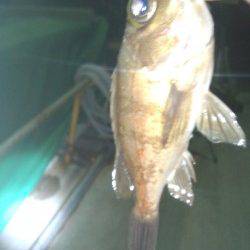 樽井で深夜にメバリング釣行★