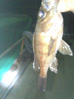 樽井で深夜にメバリング釣行★