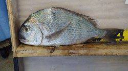 堺漁港でフカセ、チヌにヘダイに