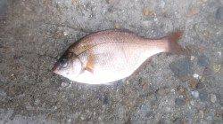 伊保港　雨中の探り釣りでメバル・ウミタナゴなど