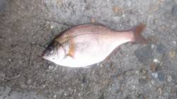 伊保港　雨中の探り釣りでメバル・ウミタナゴ…