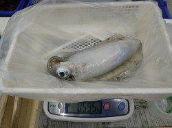 椿地磯　エギングでアオリイカ〜1545g2ハイ