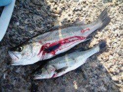 エビ撒きでハネ♪　泉大津RT　1日あさ