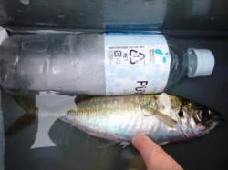 ★中アジとハネ★IN食コン