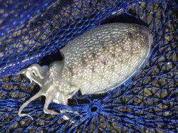 兵突ＲＴ　立派なイワシの群が！