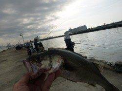 北公園　小野浜ＲＴ　エビ撒き好調