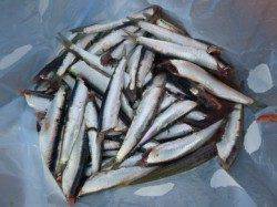 今日も兵突のイワシがイチオシ!