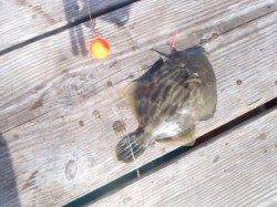 人生初アオリGET！アオリイカのウキ釣り。