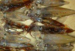 兵庫突堤　イカとキスなど