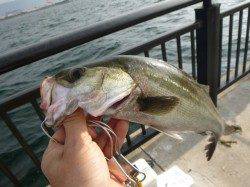 神戸空港ＲＴ　今日もカンダイ！