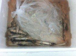 イワシ回遊＆小アジに小サバも★　小島漁港RT