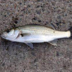 強風の中でもエビ撒きで… １日泉大津周辺RT