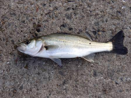 強風の中でもエビ撒きで… １日泉大津周辺RT