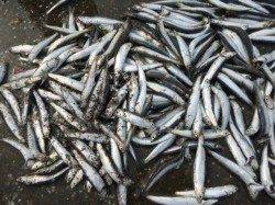 兵突 絶好調カタクチイワシ!