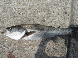 【イカの気配も】鳴尾浜ＲＴ（２１日）