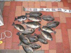 早くも和田防で梅雨グレスタートです。