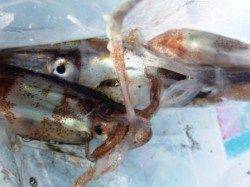 ★豆アジ3桁にスルメイカも★