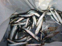 兵突カタクチイワシ！