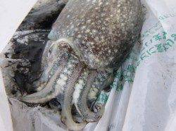 兵突イカタコ情報　ＲＴ