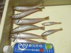 キスの季節到来!岸和田一文字♪