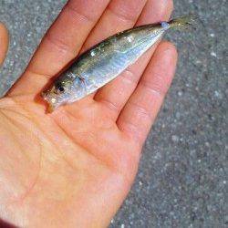 今朝【２４日】の田ノ浦サビキ情報です！！