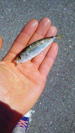 今朝【２４日】の田ノ浦サビキ情報です！！