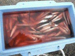 イワシ大漁!鳴尾浜RT(28日)