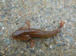 北公園RT スルメ セイゴなど